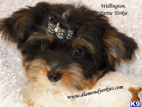 Yorkshire Terrier Puppies in TX