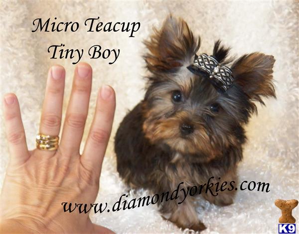 Yorkshire Terrier Puppies in TX