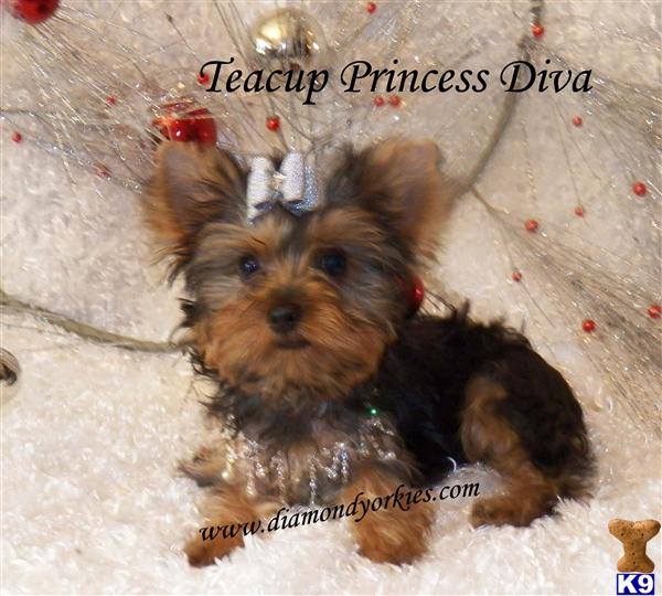 Yorkshire Terrier Puppies in TX