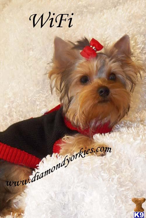Yorkshire Terrier Puppies in TX