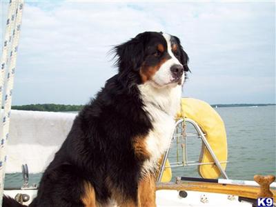 Stud Dogs - Bernese Mountain Dog