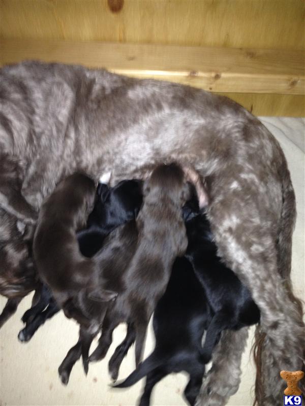 Portuguese Water Dog Puppies