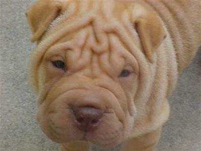 Puppies in DURANT