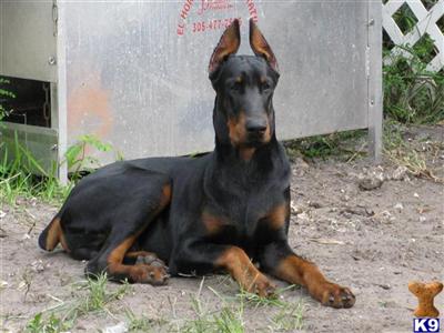 Doberman Pinscher Puppies in FL
