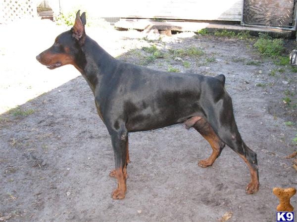 Doberman Pinscher Puppies in FL