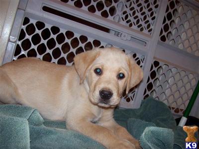 Puppies in Menifee