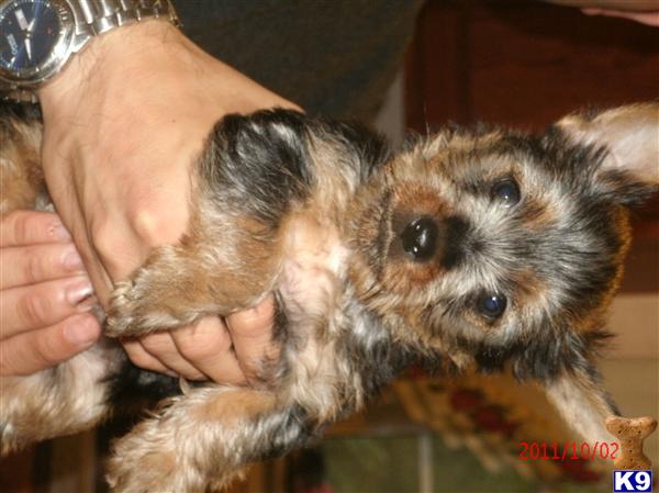 free puppies in jacksonville fl silky terrier puppies jacksonville florida breeds picture free puppies in jacksonville fl silky terrier puppies jacksonville florida breeds picture