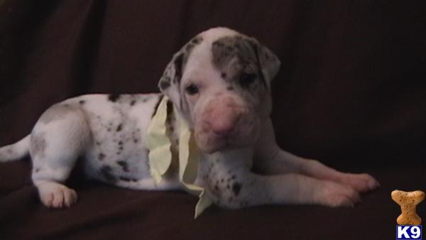 Puppies in KANSAS CITY