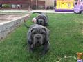 Neapolitan Mastiff