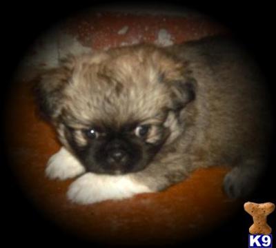 Pekingese Puppies for Sale