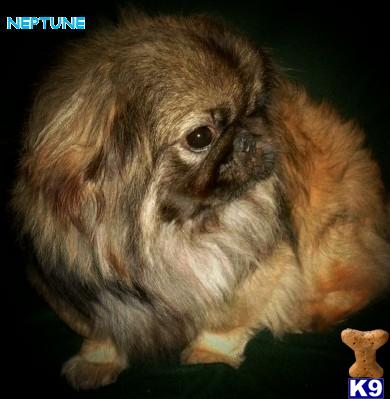 Stud Dogs - Pekingese
