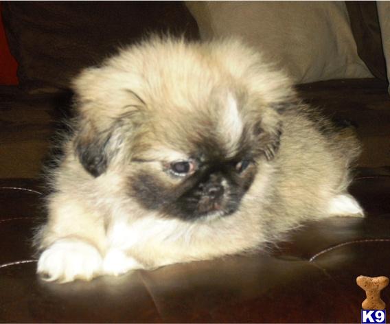 Pekingese Puppies