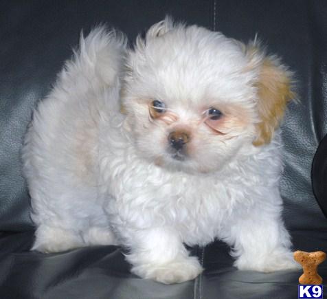 Pekingese Puppies on Pekingese Puppies For Sale