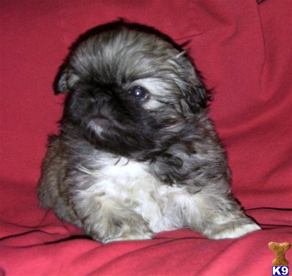 Pekingese Puppies