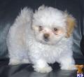 Pekingese
