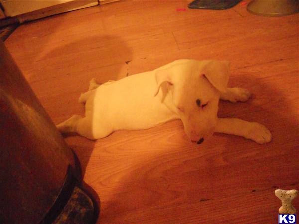 Bull Terrier Puppies