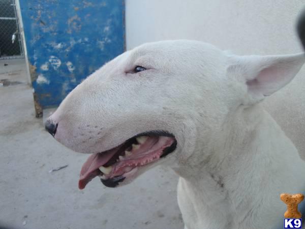 Stud Dogs - Bull Terrier
