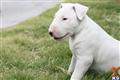 Bull Terrier