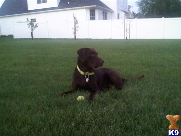 Stud Dogs - Labrador Retriever