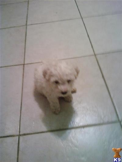 Puppies in NJ