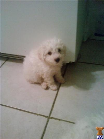 Bichon Frise Puppies for Sale