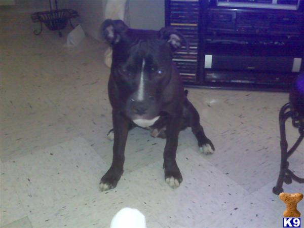Dogs - American Staffordshire Terrier