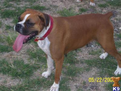 Boxer Puppies in TX