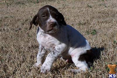 German Shorthaired Pointer Puppies for Sale