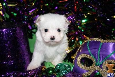 Puppies in Deridder