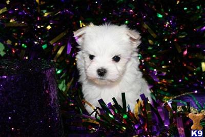 Puppies in Deridder