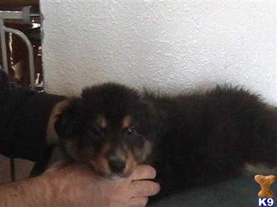 Puppies in CO