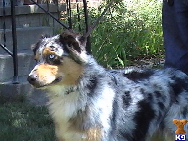 Puppies for Sale
