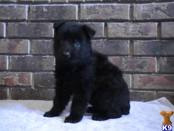 Puppies in CO