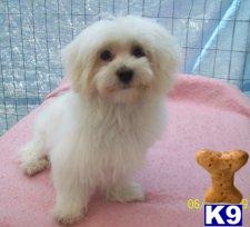 Dogs for Sale in MI