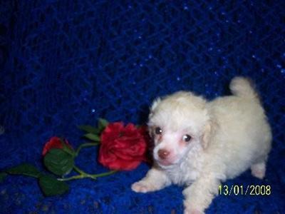 Poodle Puppies in TX