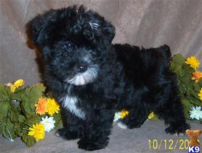 Mixed Breed Puppies in TX
