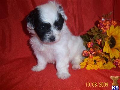 Mixed Breed Puppies in TX