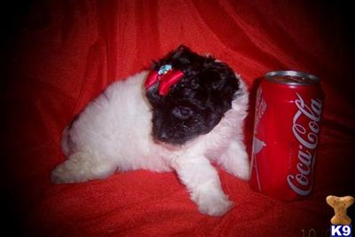 Mixed Breed Puppies in TX