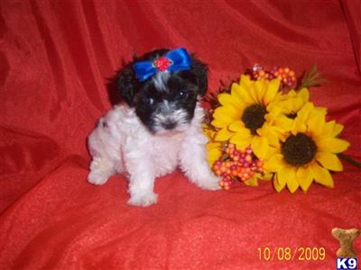Mixed Breed Puppies in TX