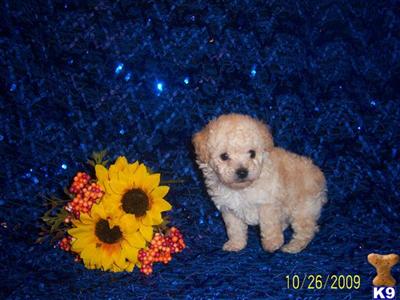 Poodle Puppies in TX
