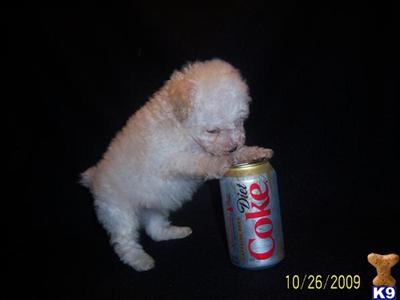 Poodle Puppies in TX