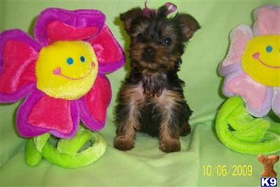 Yorkshire Terrier Puppies in TX