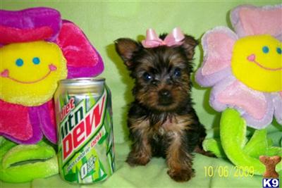 Yorkshire Terrier Puppies in TX