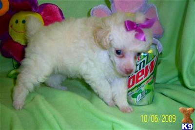 Poodle Puppies in TX
