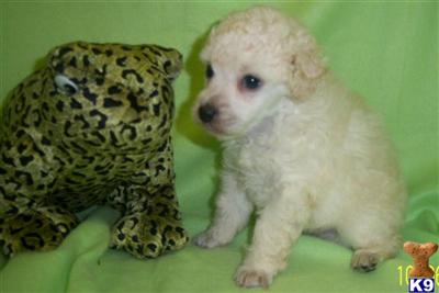 Poodle Puppies in TX