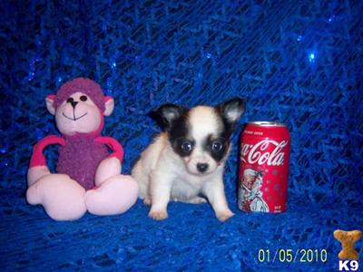 Chihuahua Puppies in TX