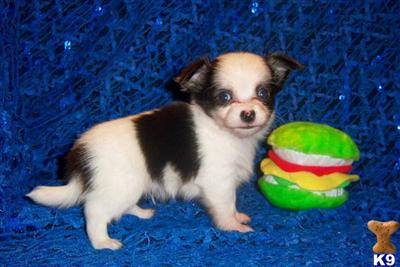 Chihuahua Puppies in TX