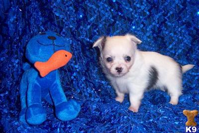 Chihuahua Puppies in TX