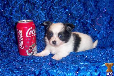 Chihuahua Puppies in TX