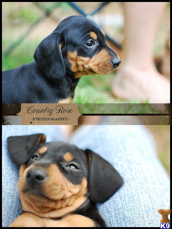 Puppies in Westminster